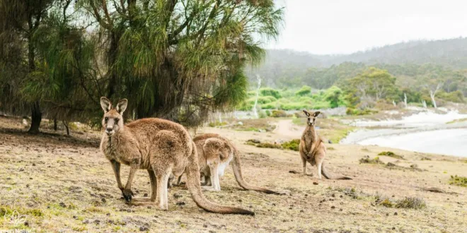 family road trips Australia