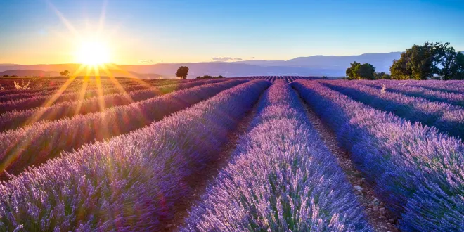 Lavender Trails