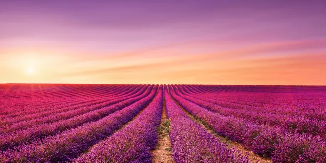 Lavender Trails