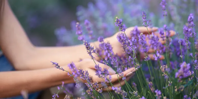 Lavender Trails
