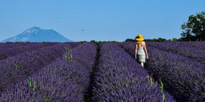 Lavender Trails